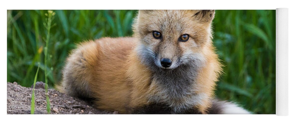 Red Fox Yoga Mat featuring the photograph Fox Kit at Dusk #3 by Mindy Musick King