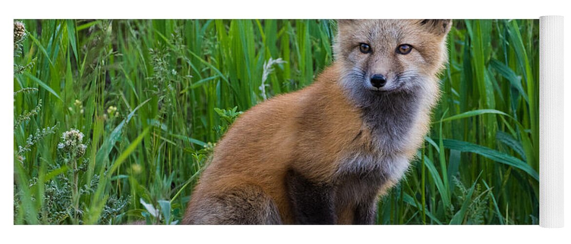 Red Fox Yoga Mat featuring the photograph Fox Kit at Dusk #4 by Mindy Musick King