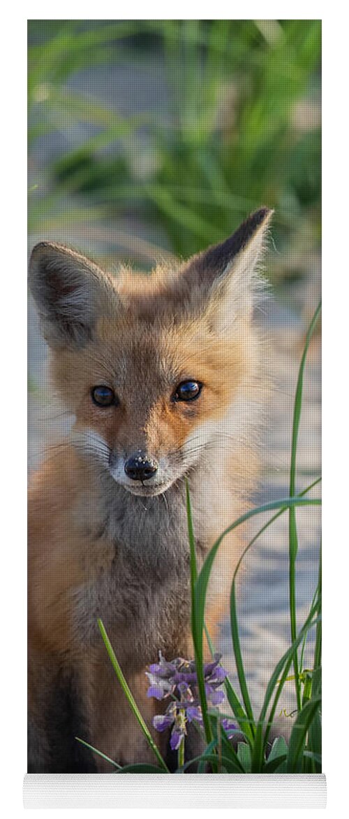 Red Fox Yoga Mat featuring the photograph Fox Kit by Bill Wakeley