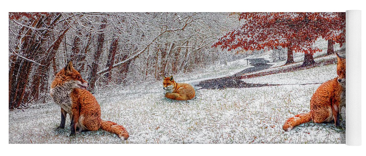 Appalachia Yoga Mat featuring the photograph Foxes in Winter White and Red by Debra and Dave Vanderlaan