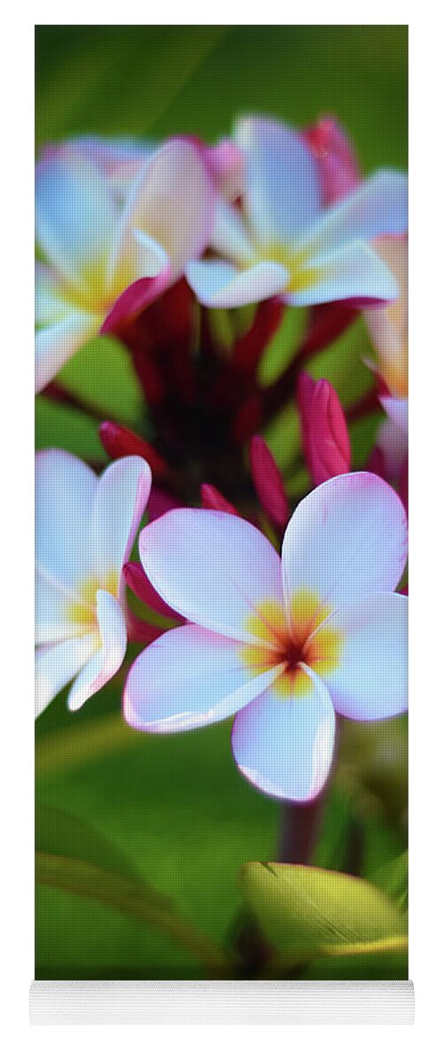 Photograph Yoga Mat featuring the photograph Fragrant Sunset by Kelly Wade