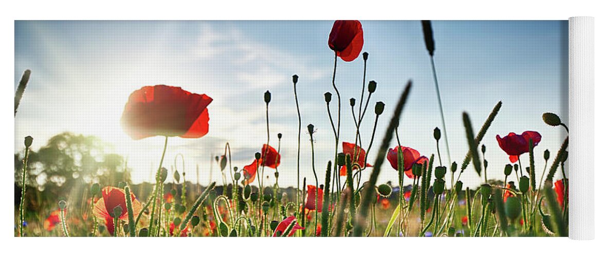 Field Yoga Mat featuring the photograph Fresh poppy field in sunlight by Simon Bratt