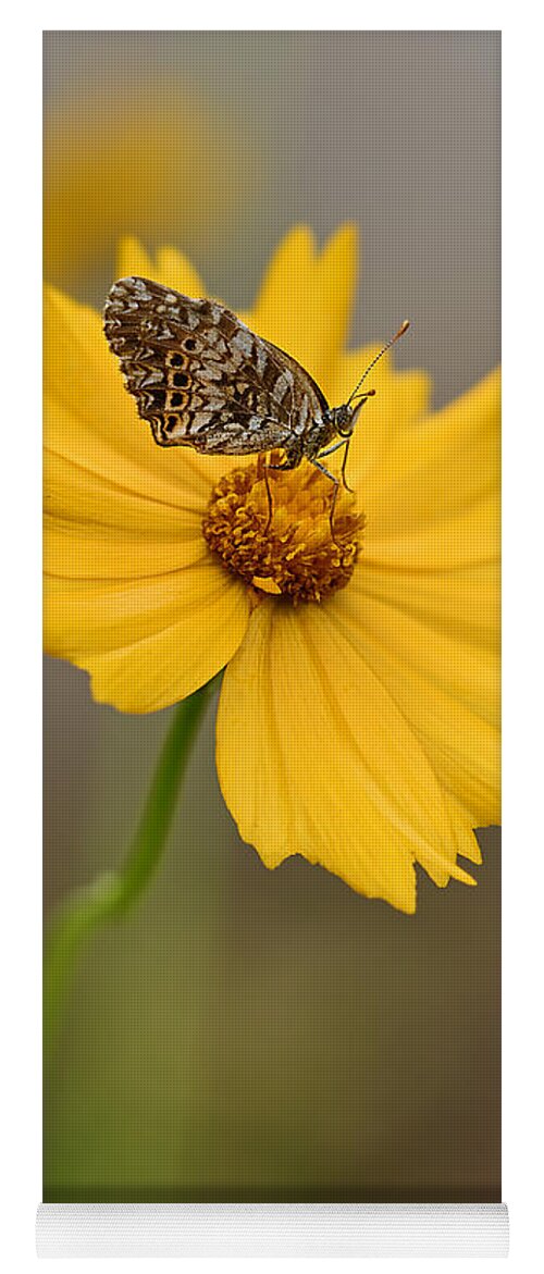 2015 Yoga Mat featuring the photograph Fritillary on Coreopsis by Robert Charity
