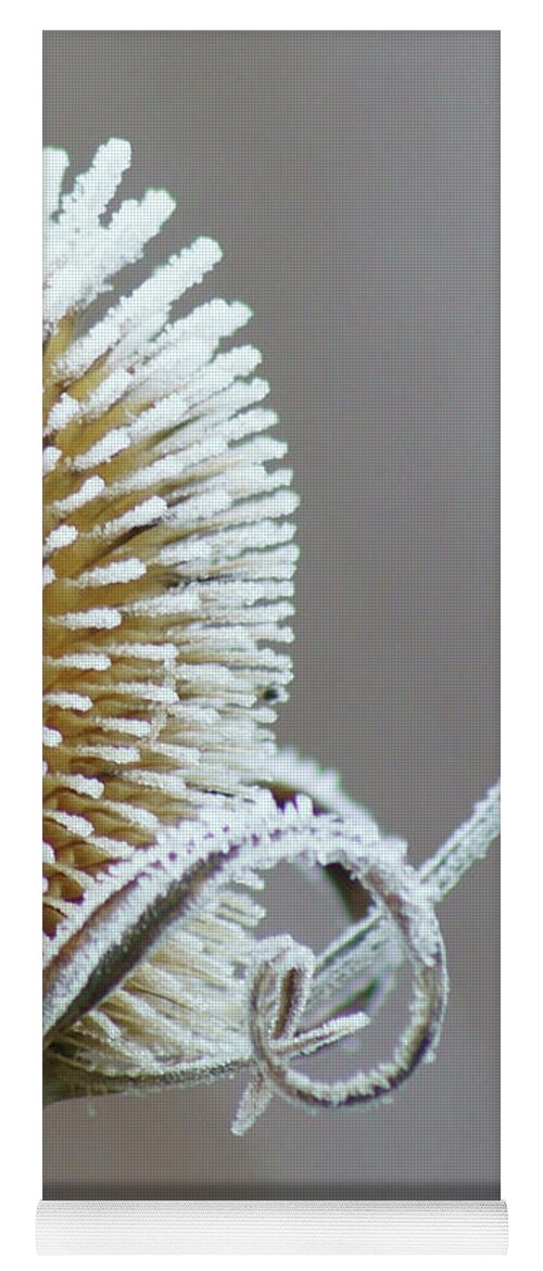 Hoar Frost Yoga Mat featuring the photograph Frosted Teasel by Nikolyn McDonald