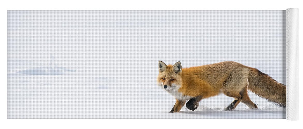 Red Fox Yoga Mat featuring the photograph Fun Fox Run by Yeates Photography
