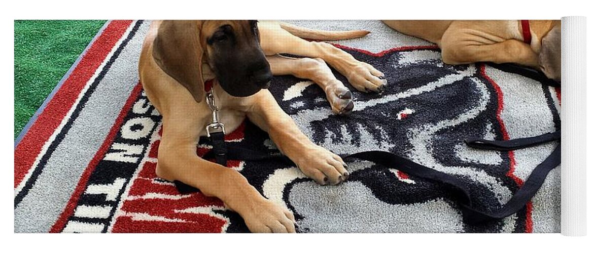 Gameday Yoga Mat featuring the photograph Gameday Great Dane Puppies by Kenny Glover