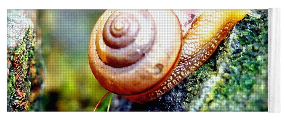 Nature Yoga Mat featuring the photograph Garden Snail by Amy McDaniel