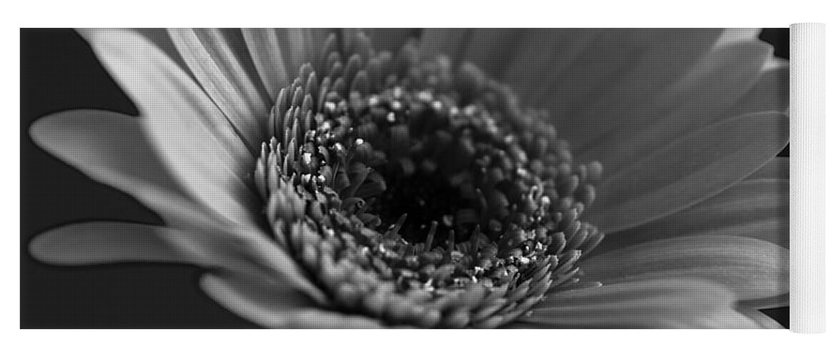 Flower Yoga Mat featuring the photograph Gerbera in Monochrome - Square format. by John Paul Cullen