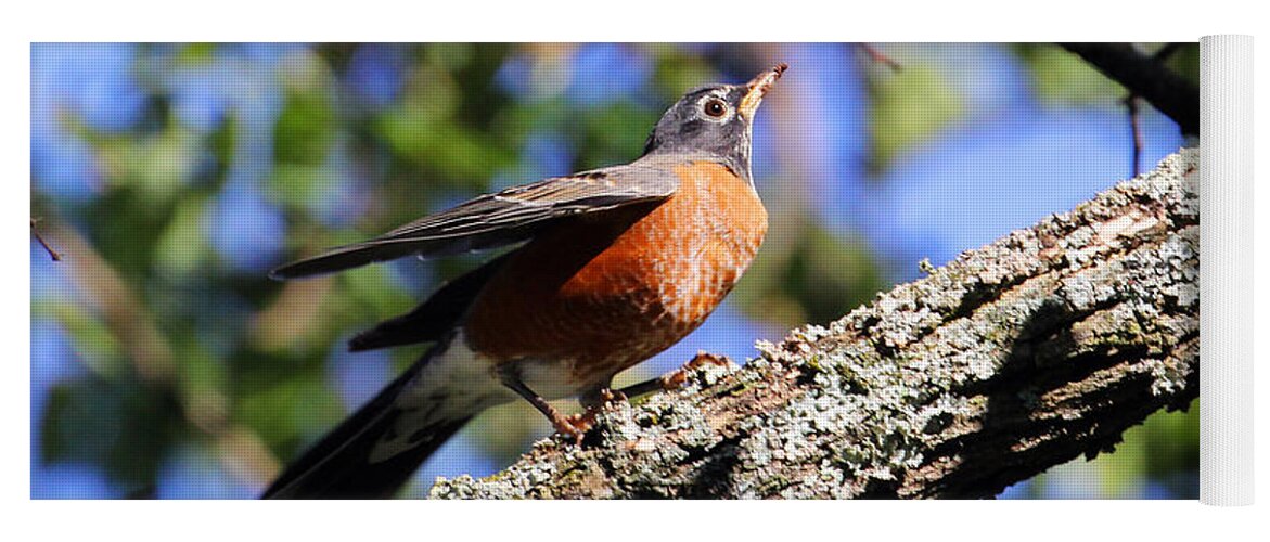 American Robin Yoga Mat featuring the photograph Get Down and Boogie by Jennifer Robin