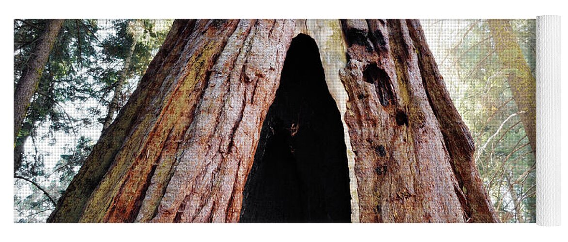 Sequoia National Park Yoga Mat featuring the photograph Giant Forest Giant Sequoia by Kyle Hanson