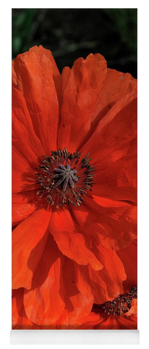 Flowers.poppy Yoga Mat featuring the photograph Giant Mountain Poppy by Ron Cline