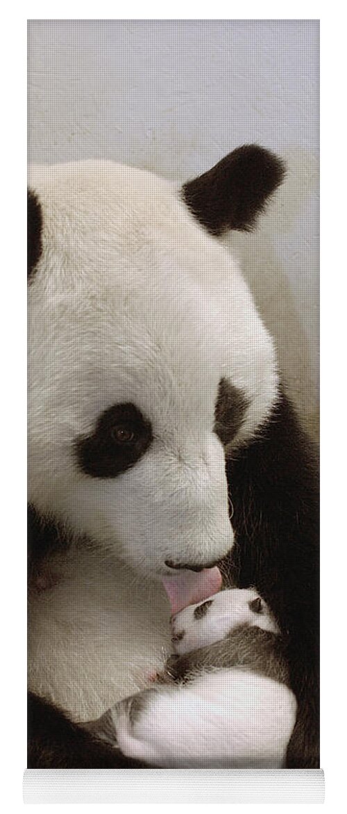 Mp Yoga Mat featuring the photograph Giant Panda Ailuropoda Melanoleuca Xi by Katherine Feng