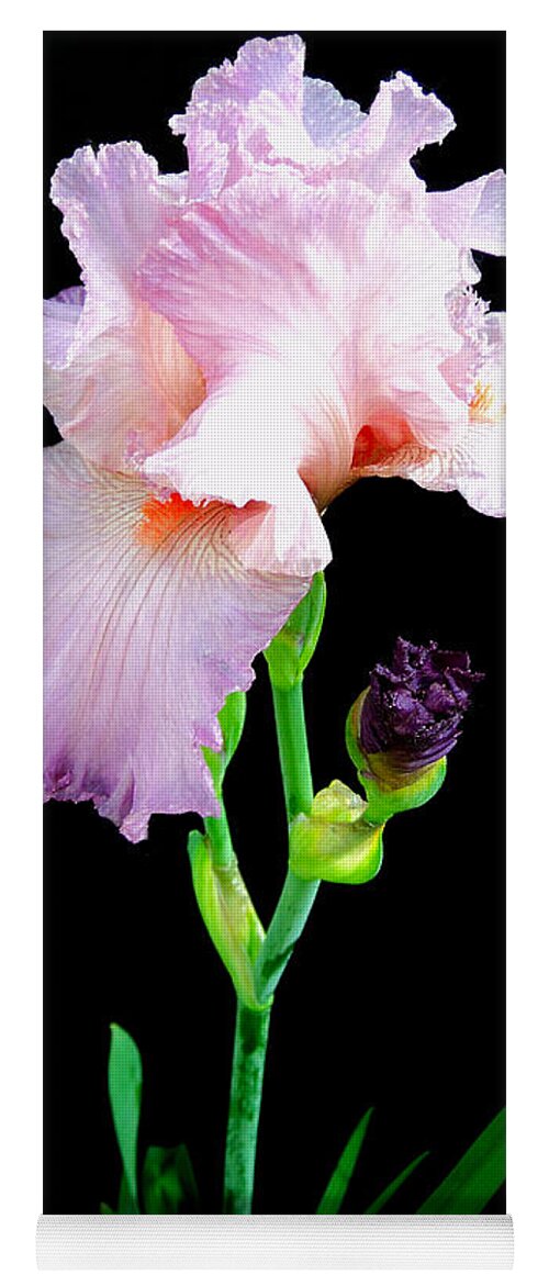 Iris Yoga Mat featuring the photograph Glorious Pastel Iris by Chholing Taha