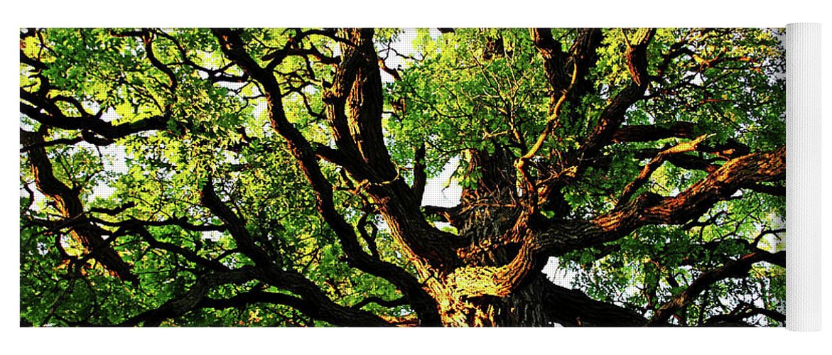 Oak Tree Yoga Mat featuring the photograph Gnarly Oak by Debbie Oppermann