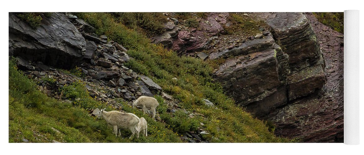 Mountain Goats Yoga Mat featuring the photograph Goats Grazing Below Grinnell Glacier Trail by Belinda Greb
