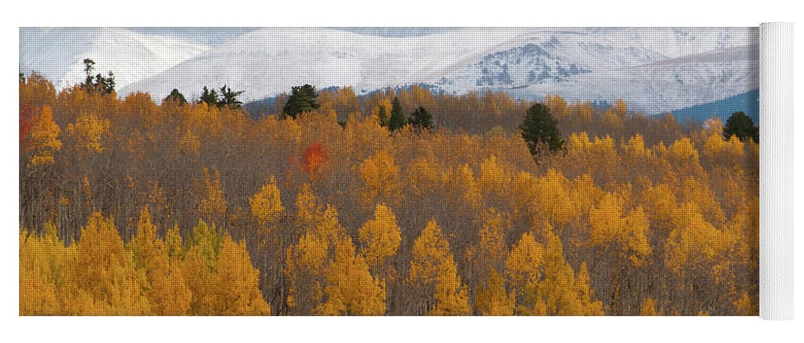 Aspen Yoga Mat featuring the photograph Golden Aspen and Snow Covered Mountains by Cascade Colors