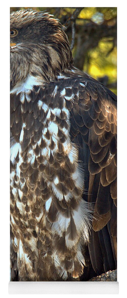 Golden Eagle Yoga Mat featuring the photograph Golden Eagle Blending In by Adam Jewell