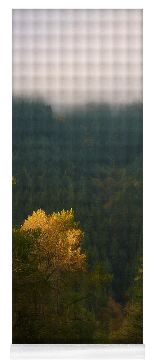Tree Yoga Mat featuring the photograph Golden Light by Priya Ghose