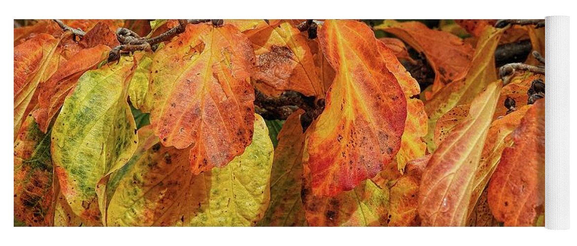 Deciduous Yoga Mat featuring the photograph Golden by Peggy Hughes