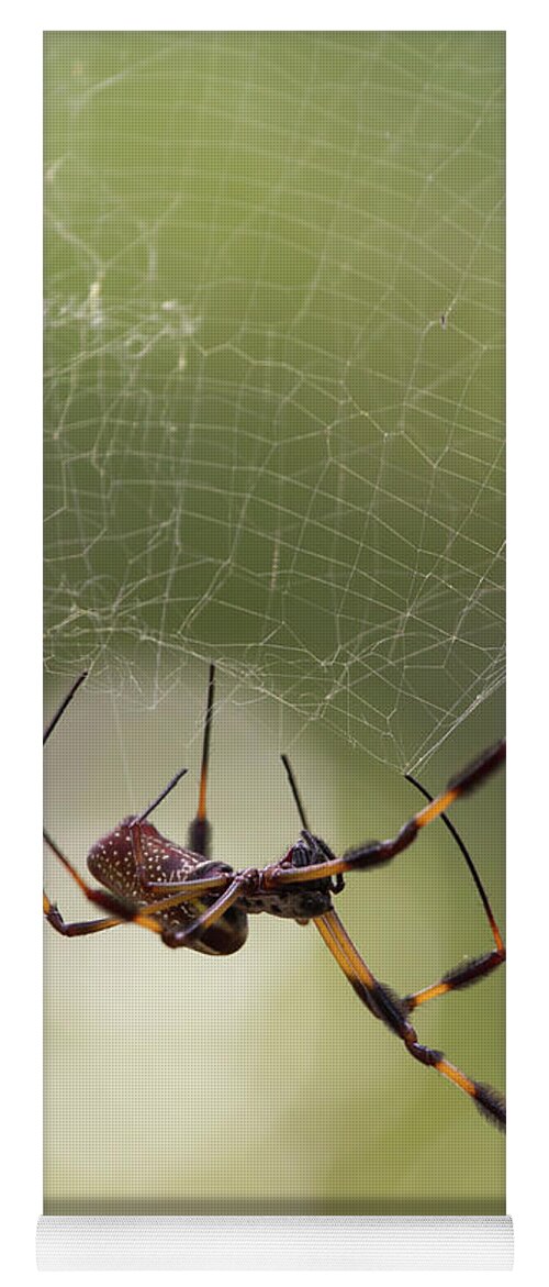 Spider Yoga Mat featuring the photograph Golden-Silk Spider by Paul Rebmann