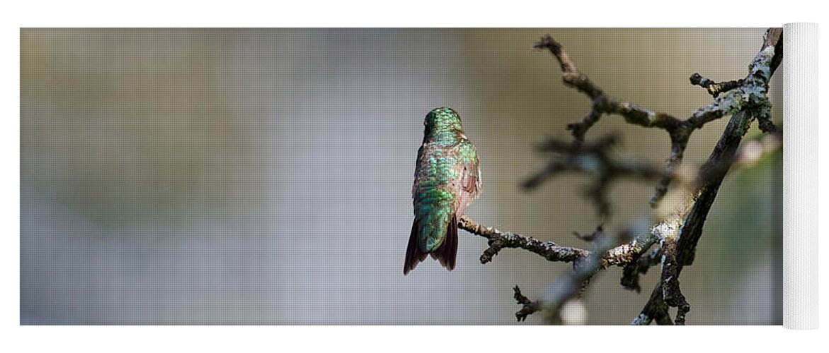 Hummingbird Yoga Mat featuring the photograph Out on a Limb by Kristin Hatt