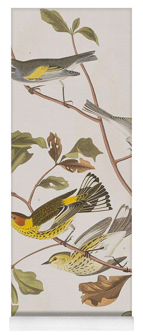 Warbler Yoga Mat featuring the painting Golden winged Warbler or Cape May Warbler by John James Audubon