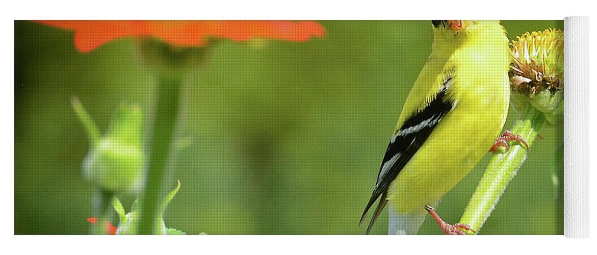 Goldfinch Yoga Mat featuring the photograph Goldfinch Feeding in a Garden by Rodney Campbell