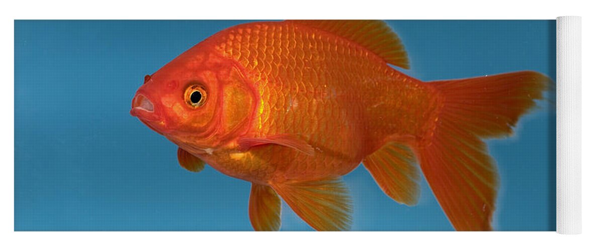 Mp Yoga Mat featuring the photograph Goldfish Carassius Auratus In Aquarium by Konrad Wothe