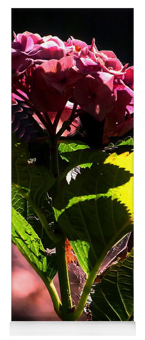 Botanical Yoga Mat featuring the photograph Good Morning Hydrangea by Richard Thomas