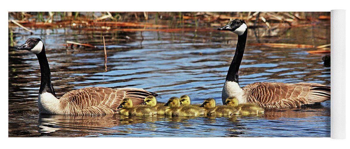 Geese Yoga Mat featuring the photograph Goose Family On The Pond by Debbie Oppermann