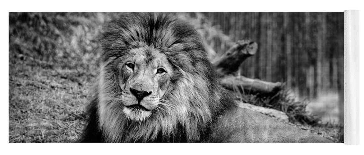 Lion Yoga Mat featuring the photograph Gorgeous Male Lion San Diego CA by Lawrence Knutsson