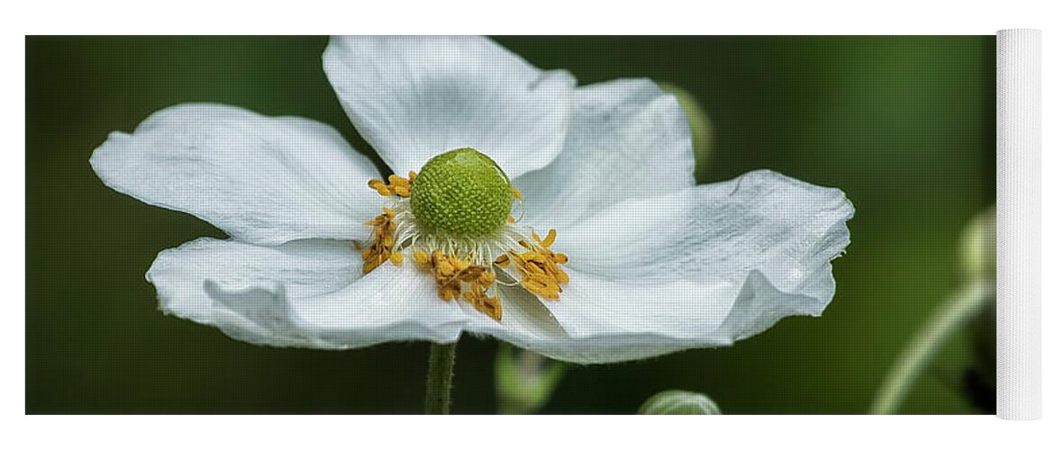 Anemone Yoga Mat featuring the photograph Graceful Anemones, No. 3 by Belinda Greb