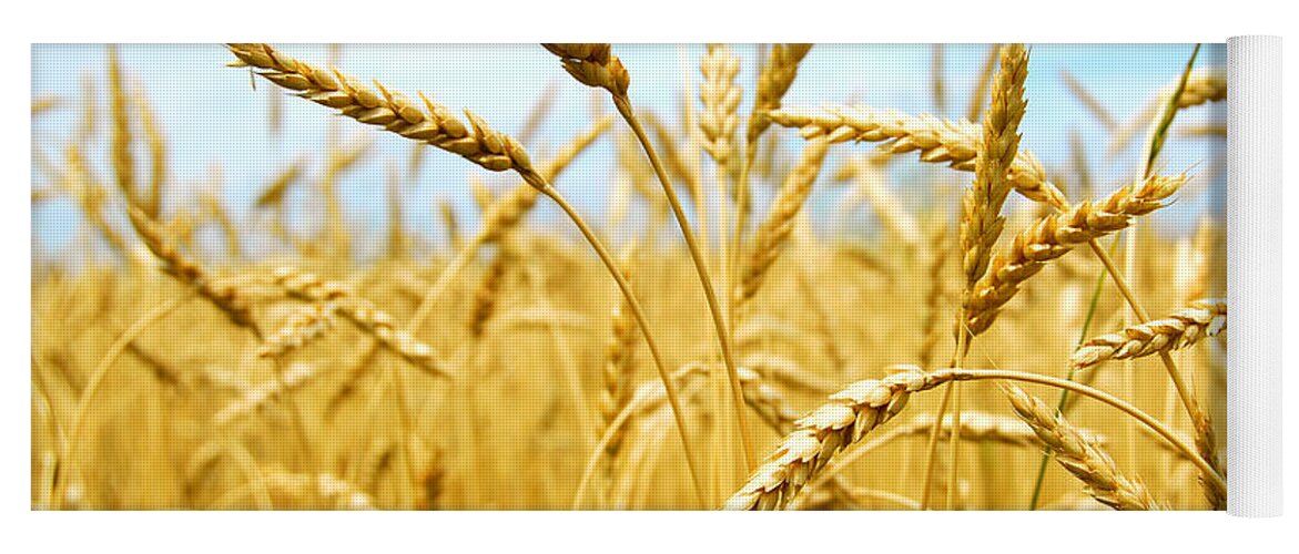 Wheat Yoga Mat featuring the photograph Grain field by Elena Elisseeva