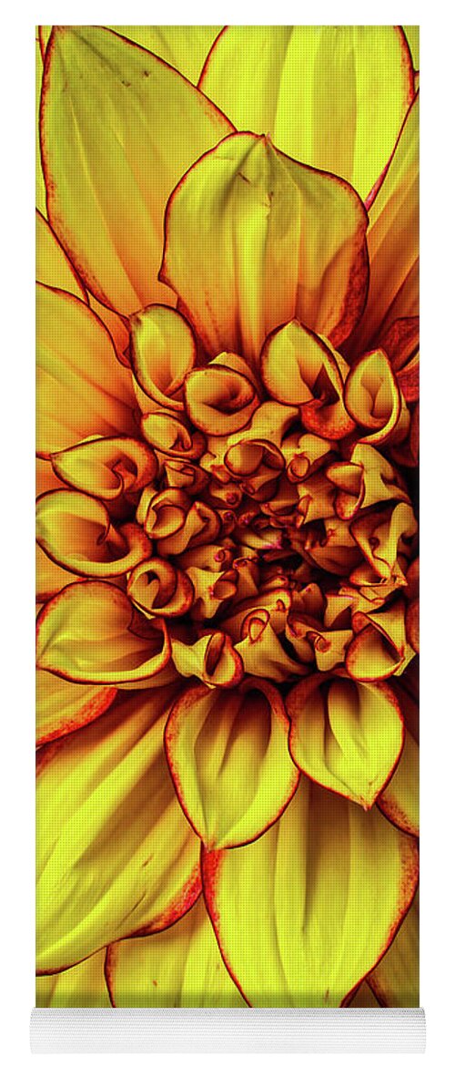 Color Yoga Mat featuring the photograph Graphic Dahlia 2 by Garry Gay