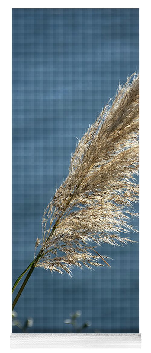 Grass Yoga Mat featuring the photograph Grass Seed Head by Chris Day