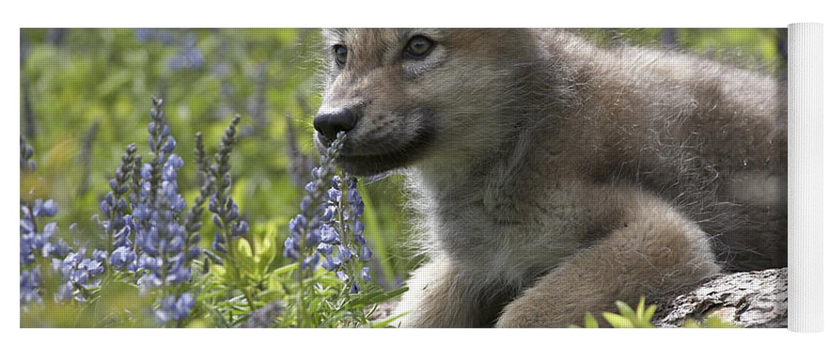Mp Yoga Mat featuring the photograph Gray Wolf Canis Lupus Pup Amid Lupine by Tim Fitzharris