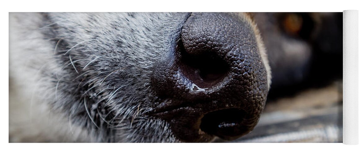 Gray Wolf Nose Yoga Mat by Teri Virbickis - Pixels