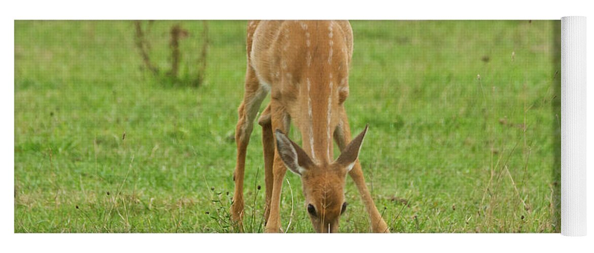 Fawn Yoga Mat featuring the photograph Grazing Fawn by Michael Peychich