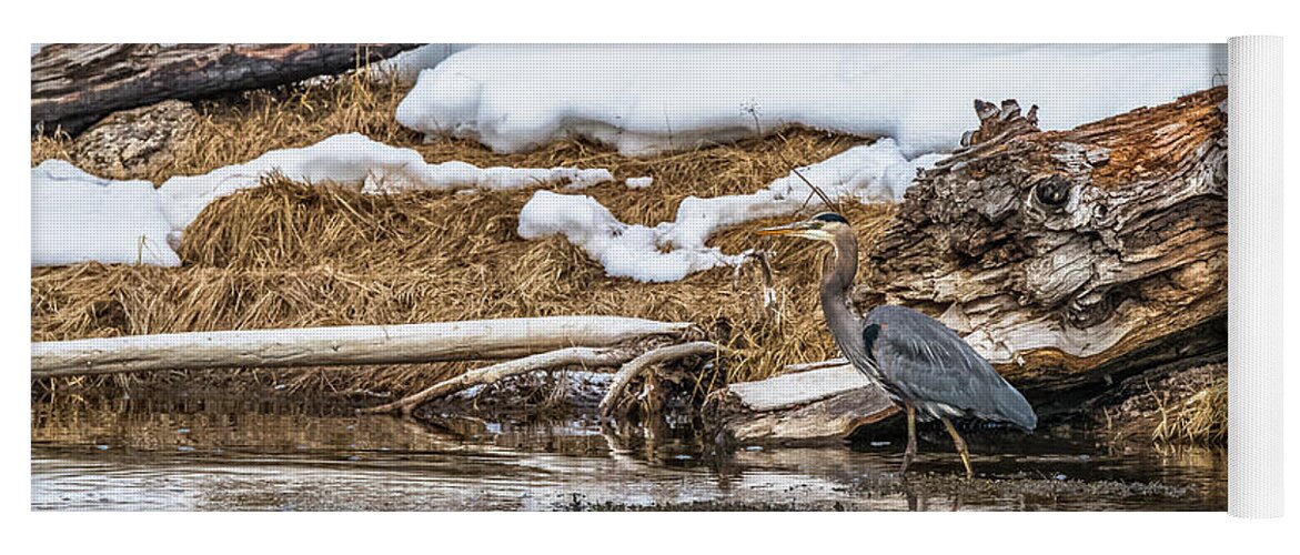 Madison River Yoga Mat featuring the photograph Great Blue Heron At Madison by Yeates Photography