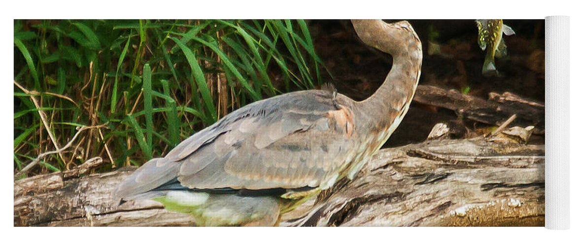 Great Blue Heron Yoga Mat featuring the photograph Great Blue Heron Catch by Ed Peterson