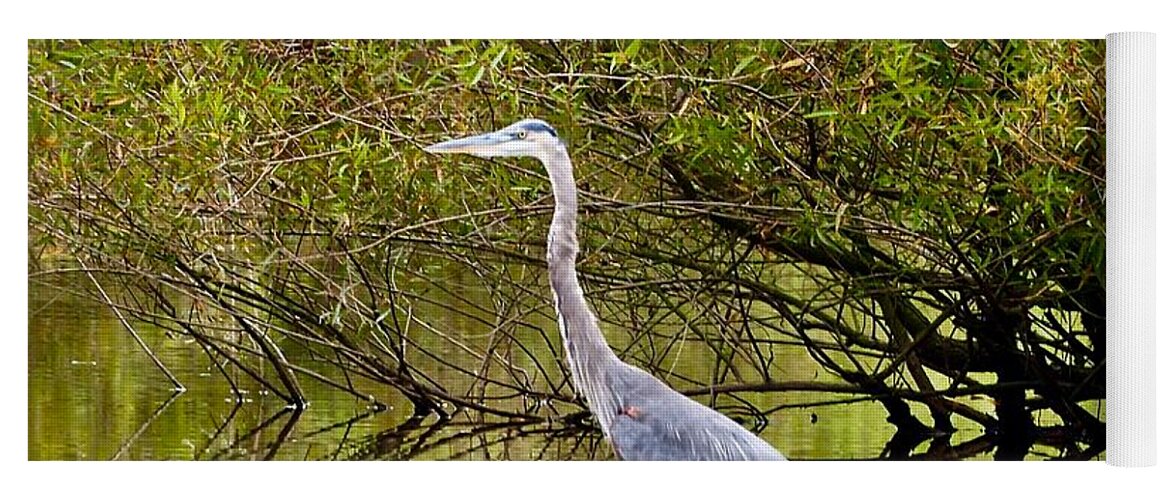 Heron Yoga Mat featuring the photograph Great Blue Heron is Blue by Shawn M Greener