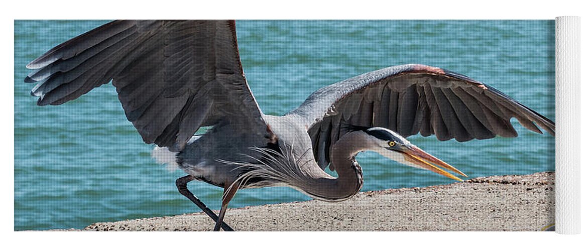 Bird Yoga Mat featuring the photograph Great Blue Heron Plays with Fish #1 by Patti Deters