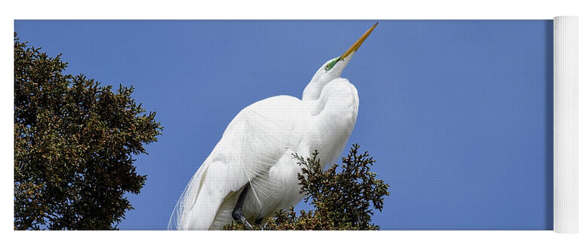 Birds Yoga Mat featuring the photograph Great Egret by Gary Wightman