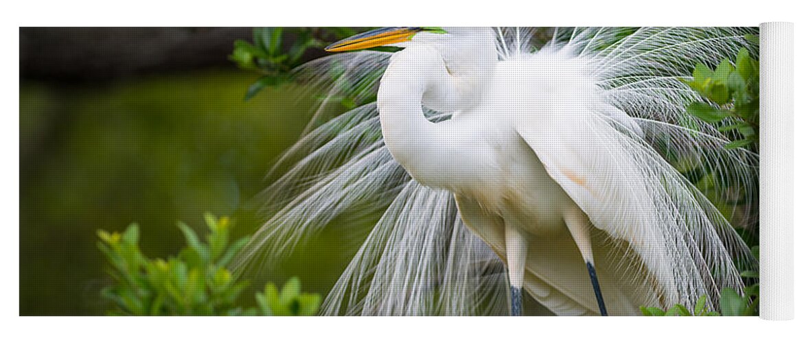 Bird Yoga Mat featuring the photograph Great Egret Nesting St. Augustine Florida Coastal Bird Nature by Dave Allen