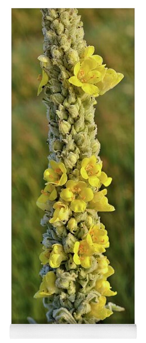 Great Mullein Yoga Mat featuring the photograph Great Mullein by Bonfire Photography