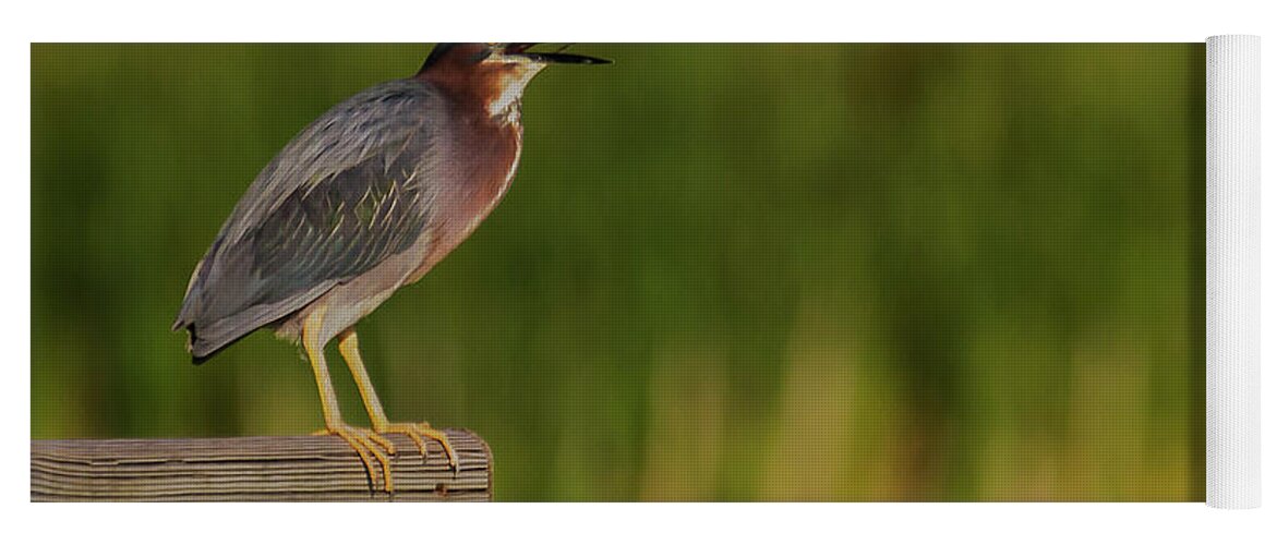 Green Heron Yoga Mat featuring the photograph Green Heron Evening by Ed Peterson