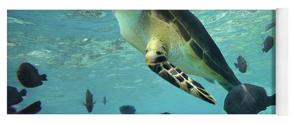 00451420 Yoga Mat featuring the photograph Green Sea Turtle Balicasag Island by Tim Fitzharris