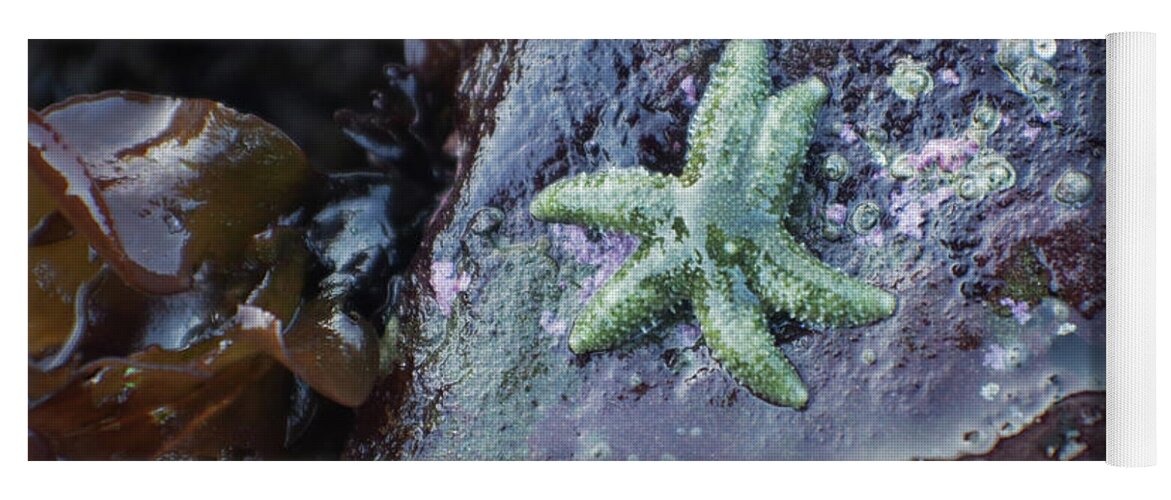 Adria Trail Yoga Mat featuring the photograph Green Starfish by Adria Trail