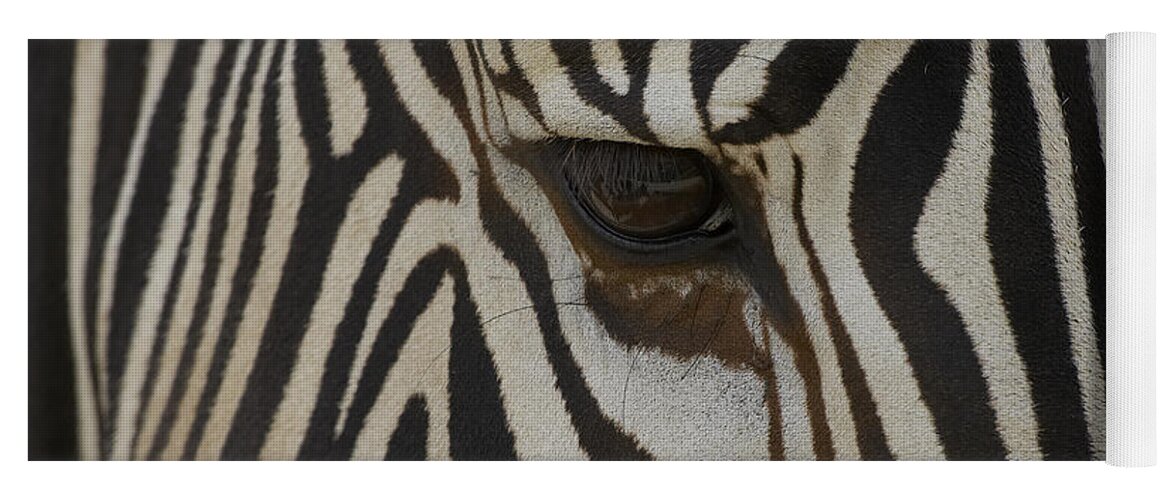 Mp Yoga Mat featuring the photograph Grevys Zebra Equus Grevyi Close by Zssd