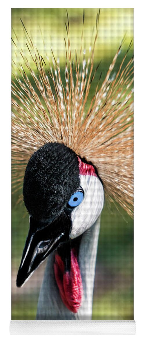 Gulf Yoga Mat featuring the photograph Grey Crowned Crane Gulf Shores Al 2041 by Ricardos Creations